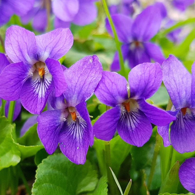 Pack 24 Violet Plants for Garden Planting, Vibrant Blue Purple Colored Flowers, Blue Purple Violet Plants Live