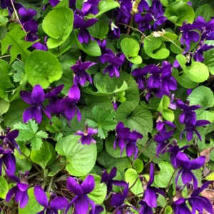 Pack 24 Violet Plants for Garden Planting, Vibrant Blue Purple Colored Flowers, Blue Purple Violet Plants Live