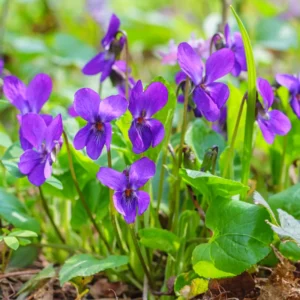 Pack 24 Violet Plants for Garden Planting, Vibrant Blue Purple Colored Flowers, Blue Purple Violet Plants Live