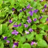 Set 12 Purple Blue Violet Flowering Plants, Decorative Plants for Garden, Vibrant Colored Flowers