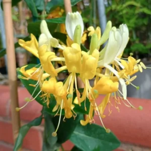 Pack 3 Honeysuckle Live Plants, Fragrant Climbing Honeysuckle Vine, Honeysuckle Bush for Gardens, Yellow Gold White Color