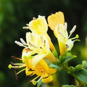 Pack 3 Honeysuckle Live Plants, Fragrant Climbing Honeysuckle Vine, Honeysuckle Bush for Gardens, Yellow Gold White Color