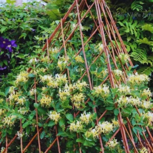 Pack 3 Honeysuckle Live Plants, Fragrant Climbing Honeysuckle Vine, Honeysuckle Bush for Gardens, Yellow Gold White Color