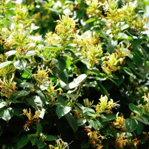 Pack 3 Honeysuckle Live Plants, Fragrant Climbing Honeysuckle Vine, Honeysuckle Bush for Gardens, Yellow Gold White Color