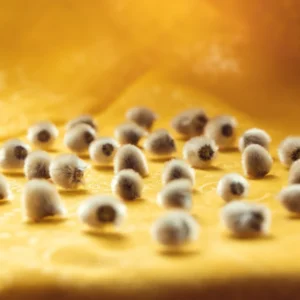 Black Willow Tree Live Plant, Hardy Willow Sapling for Landscaping