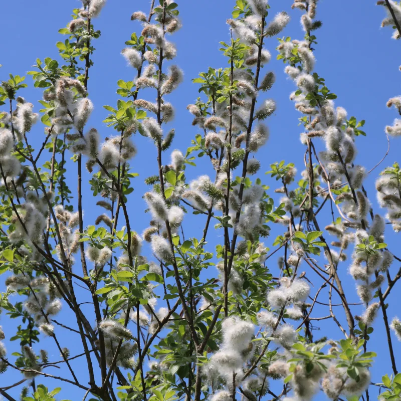 Black Willow Tree Live Plant, Hardy Willow Sapling for Landscaping