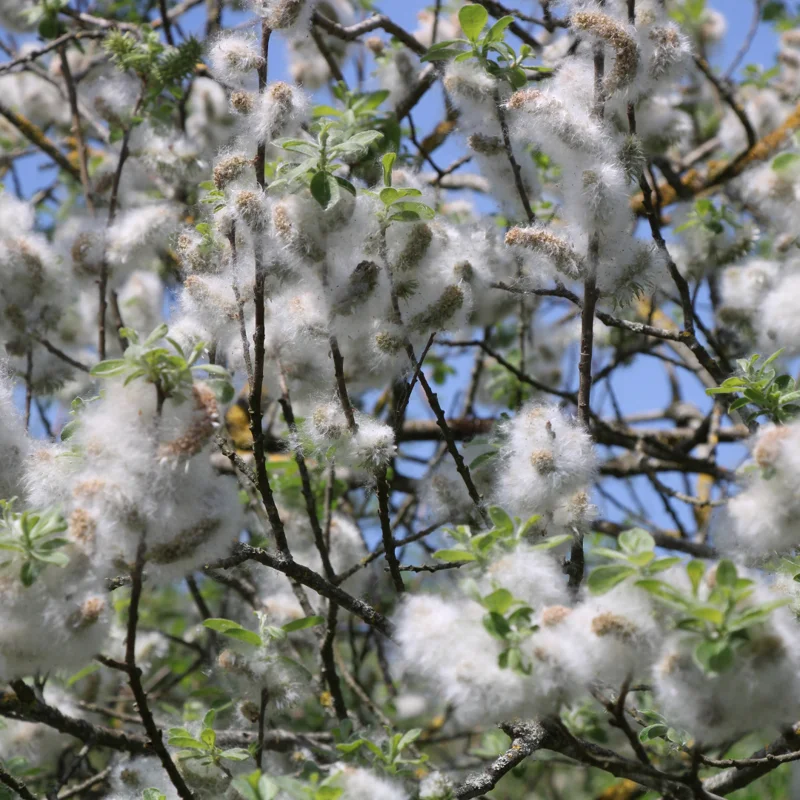 Black Willow Tree Live Plant, Hardy Willow Sapling for Landscaping