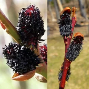 2 Trees Black Willow Live Plants, Hardy Willow Sapling for Landscaping or Bonsai Tree