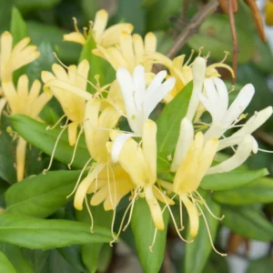 Combo 4 Honeysuckle Vines, Yellow Gold White Fragrant Climbing Honeysuckle Vine, Honeysuckle Bush for Gardens