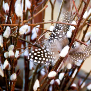 2 Trees Black Willow Live Plants, Hardy Willow Sapling for Landscaping or Bonsai Tree