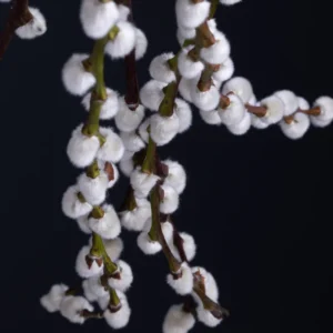 2 Trees Black Willow Live Plants, Hardy Willow Sapling for Landscaping or Bonsai Tree