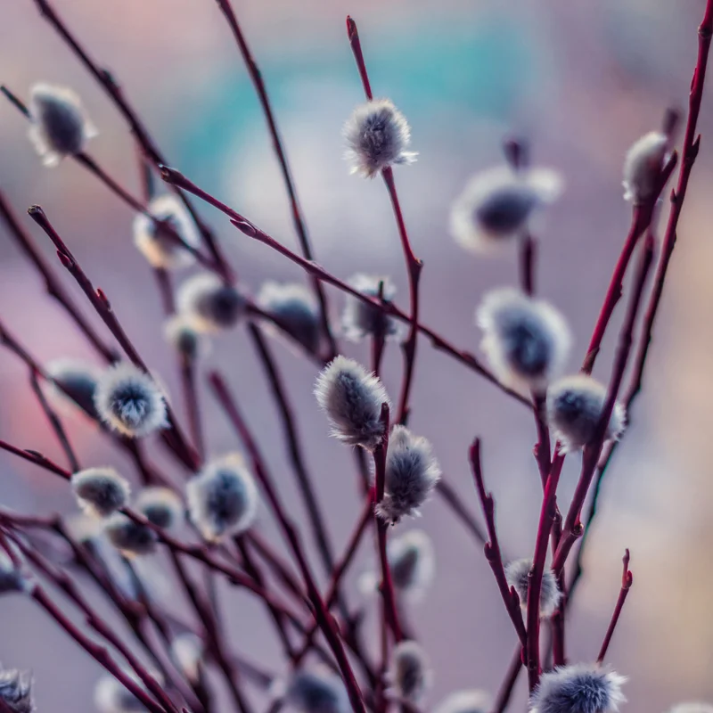 Black Willow Tree Live Plant, Hardy Willow Sapling for Landscaping