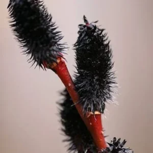 2 Trees Black Willow Live Plants, Hardy Willow Sapling for Landscaping or Bonsai Tree