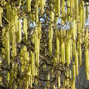 10 Corkscrew Willow Tree Cuttings, Hardy Willow Tree for Planting, Unrooted Cuttings