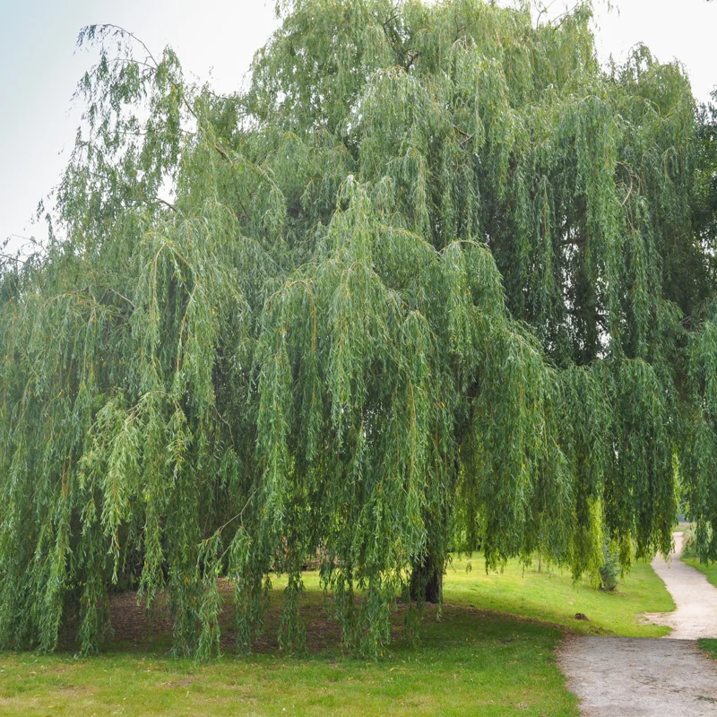 12 Weeping Willow Tree Cuttings, Hardy Willow Tree for Planting, Unrooted Cuttings