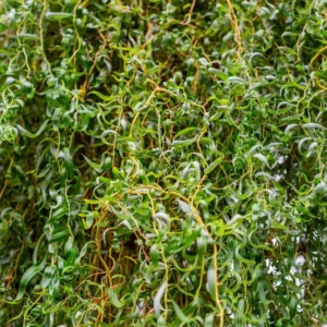 10 Corkscrew Willow Tree Cuttings, Hardy Willow Tree for Planting, Unrooted Cuttings