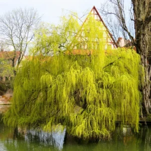 12 Weeping Willow Tree Cuttings, Hardy Willow Tree for Planting, Unrooted Cuttings