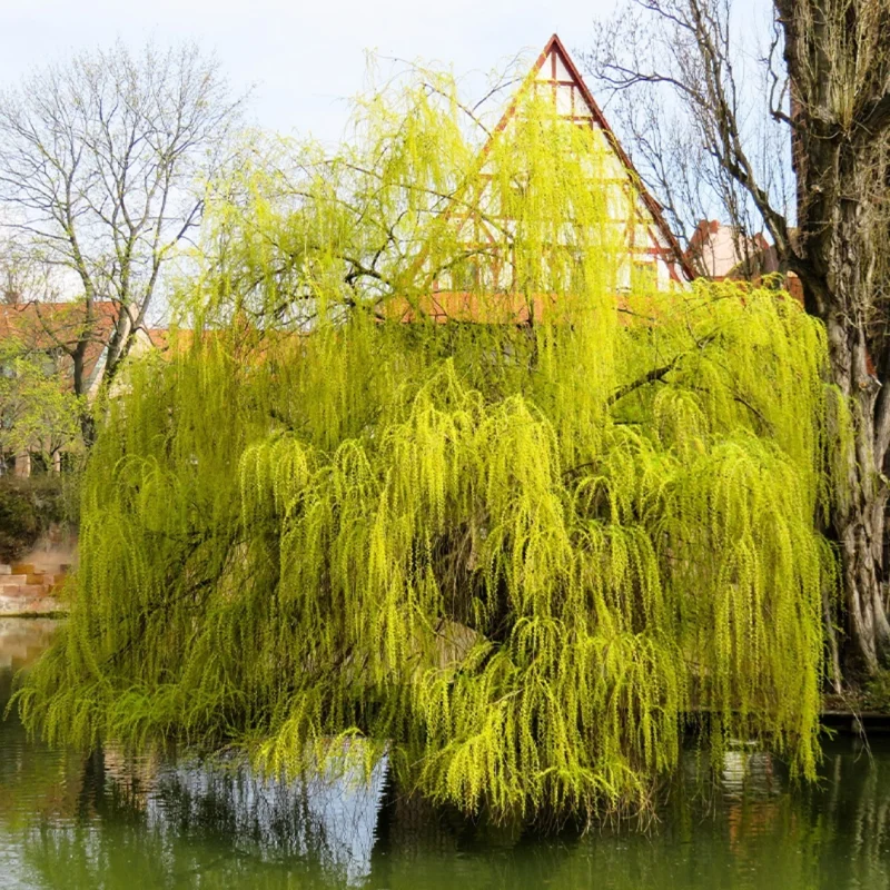 12 Weeping Willow Tree Cuttings, Hardy Willow Tree for Planting, Unrooted Cuttings