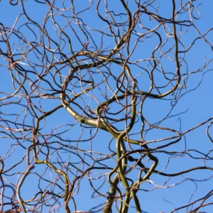 10 Corkscrew Willow Tree Cuttings, Hardy Willow Tree for Planting, Unrooted Cuttings