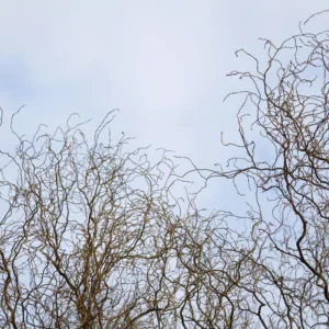 10 Corkscrew Willow Tree Cuttings, Hardy Willow Tree for Planting, Unrooted Cuttings