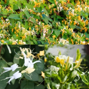 Combo 4 Honeysuckle Vines, Yellow Gold White Fragrant Climbing Honeysuckle Vine, Honeysuckle Bush for Gardens