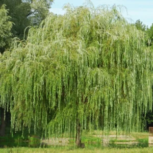 12 Weeping Willow Tree Cuttings, Hardy Willow Tree for Planting, Unrooted Cuttings