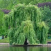 12 Weeping Willow Tree Cuttings, Hardy Willow Tree for Planting, Unrooted Cuttings