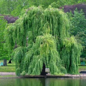 12 Weeping Willow Tree Cuttings, Hardy Willow Tree for Planting, Unrooted Cuttings