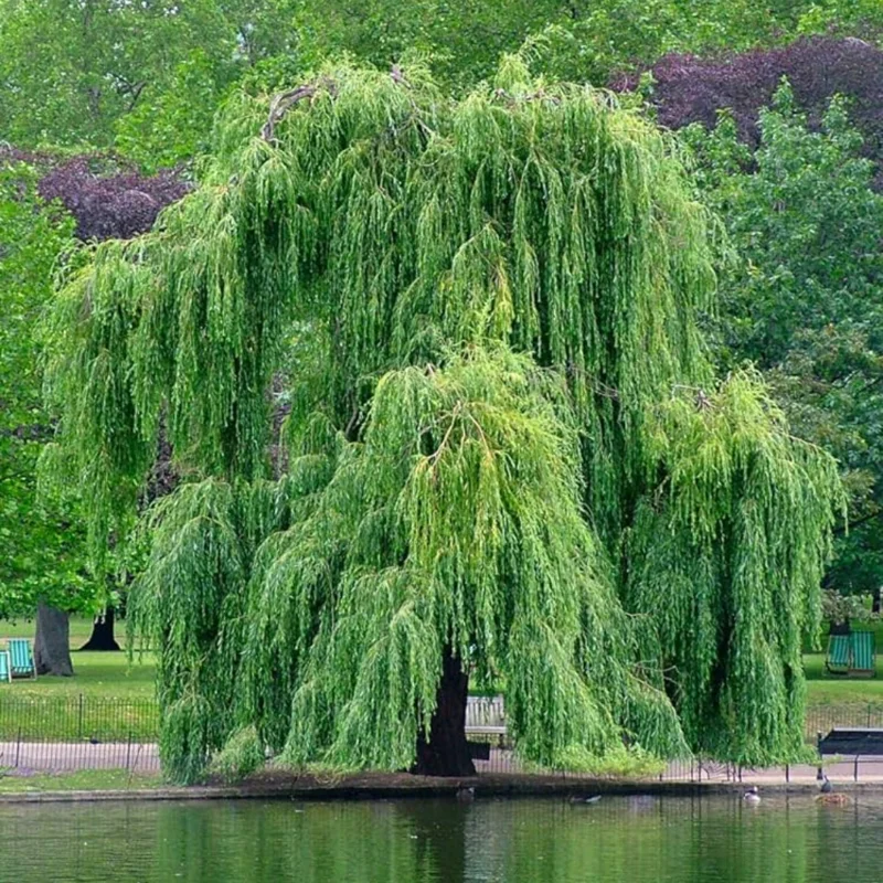 12 Weeping Willow Tree Cuttings, Hardy Willow Tree for Planting, Unrooted Cuttings