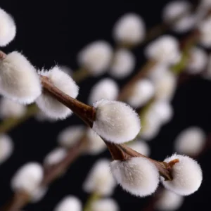 2 Trees Black Willow Live Plants, Hardy Willow Sapling for Landscaping or Bonsai Tree