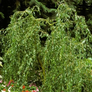 10 Corkscrew Willow Tree Cuttings, Hardy Willow Tree for Planting, Unrooted Cuttings