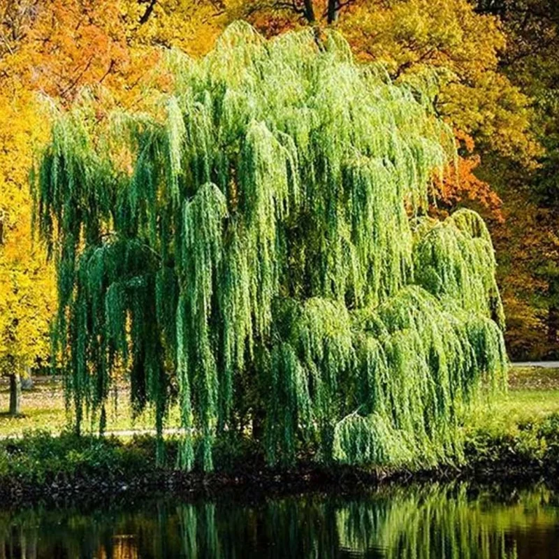 12 Weeping Willow Tree Cuttings, Hardy Willow Tree for Planting, Unrooted Cuttings