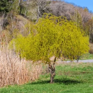 10 Corkscrew Willow Tree Cuttings, Hardy Willow Tree for Planting, Unrooted Cuttings