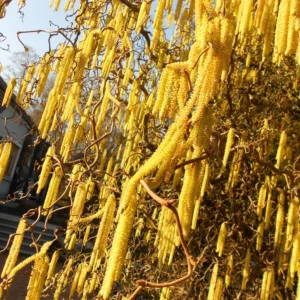 10 Corkscrew Willow Tree Cuttings, Hardy Willow Tree for Planting, Unrooted Cuttings