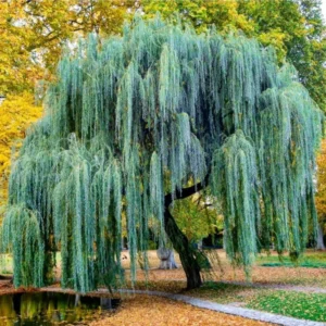 12 Weeping Willow Tree Cuttings, Hardy Willow Tree for Planting, Unrooted Cuttings
