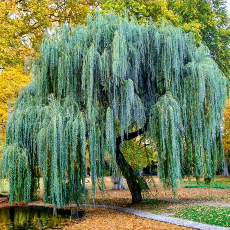 12 Weeping Willow Tree Cuttings, Hardy Willow Tree for Planting, Unrooted Cuttings