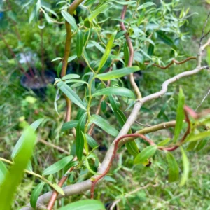 Curly Willow Cuttings Unrooted, Set 20 Corkscrew Willow Cuttings, Willow Tree Live Plants Cutting, No Roots