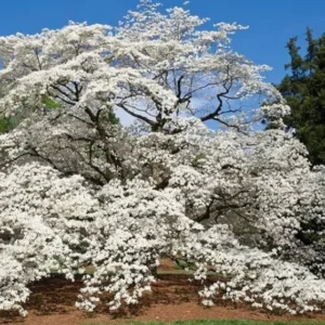 Combo 6 Dogwood White Flowering Tree Bare Roots, 8 to 16 Inc Tall, Dormant in Winter, No Leaf, Dogwood Trees Plants Live