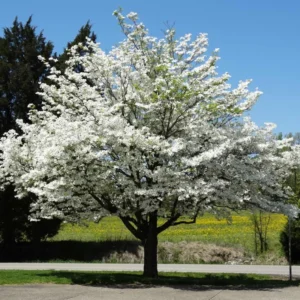 Combo 6 Dogwood White Flowering Tree Bare Roots, 8 to 16 Inc Tall, Dormant in Winter, No Leaf, Dogwood Trees Plants Live