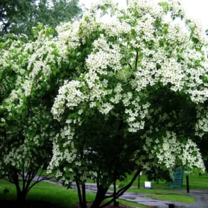 Pack 4 White Flowering Dogwood Tree Bare Roots, 1 Year Old Tree, Dormant in Winter, No Leaf, 8 to 16 Inc Tall, Dogwood Trees Plants Live