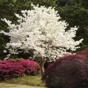 Pack 4 White Flowering Dogwood Tree Bare Roots, 1 Year Old Tree, Dormant in Winter, No Leaf, 8 to 16 Inc Tall, Dogwood Trees Plants Live