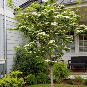 Pack 4 White Flowering Dogwood Tree Bare Roots, 1 Year Old Tree, Dormant in Winter, No Leaf, 8 to 16 Inc Tall, Dogwood Trees Plants Live