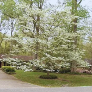 Combo 6 Dogwood White Flowering Tree Bare Roots, 8 to 16 Inc Tall, Dormant in Winter, No Leaf, Dogwood Trees Plants Live