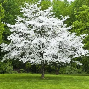 Pack 4 White Flowering Dogwood Tree Bare Roots, 1 Year Old Tree, Dormant in Winter, No Leaf, 8 to 16 Inc Tall, Dogwood Trees Plants Live