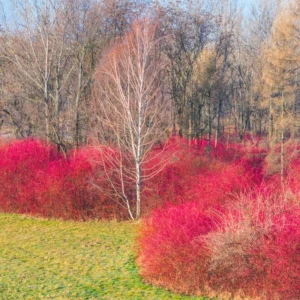 Red Twig Dogwood Shrub Live Plant, Bare Root, 8-16 Inc Liners, No Leaf in Winter