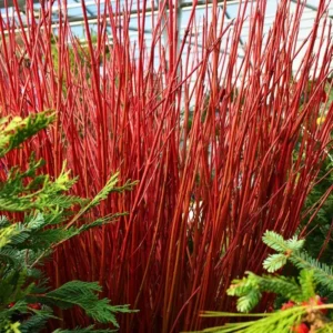 Red Twig Dogwood Shrub Live Plant, Bare Root, 8-16 Inc Liners, No Leaf in Winter