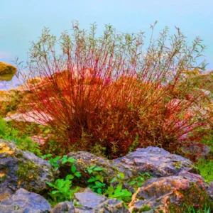 Red Twig Dogwood Shrub Live Plant, Bare Root, 8-16 Inc Liners, No Leaf in Winter