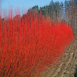 Red Twig Dogwood Live Plant Shrub, Well Rooted, No Pot, 8-16 Inc Liners, No Leaf in Winter