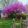 Set 5 Eastern Redbud Trees Plants Live, Redbud Plant, Hardy Redbud Tree for Landscaping, No Leaf, No Pot