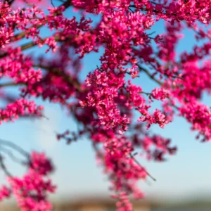 1-2 Year Old Redbud Tree Plant Live, Bare Root, Dormant in Winter, 14 to 20 Inc Tall, Srping Blooms